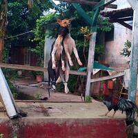 berita-gila-2-anjing-jadi-tersangka-babi-ngepet