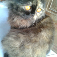 973397339619958095809658persian-cats-lover-organization966895809580961997339733