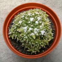 cactus---tanaman-kecil-yang-memukau