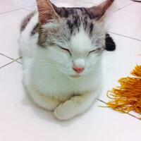 cata-for-adoptions