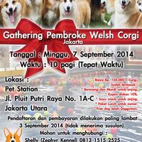 pencinta-welsh-corgi