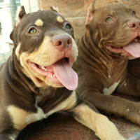the-american-pitbull-lover039s---part-5