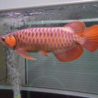 arowana--new-thread----part-1