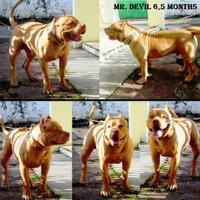 the-american-pitbull-lover039s---part-5