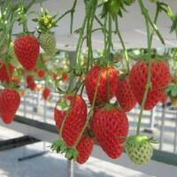 manfaat-buah-strawberry