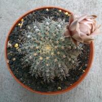 cactus---tanaman-kecil-yang-memukau