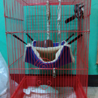 sugar-glider-jantan-4bln--perlengkapan-murah-berkualitas-cod-bandung-lembang