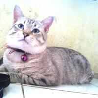 kucing-lokal-domestik-kampung---part-1