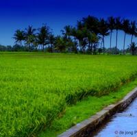 yang-masa-kecilnya-suka-main-di-sawah-masuk