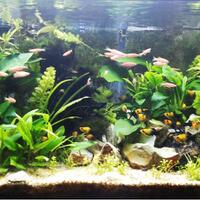 aquascape-for-everyone-learning-and-sharing---part-1