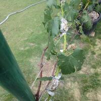 kampung-anggur----part-2