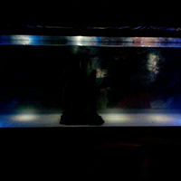 ayo-gan-silaken-posting-aquariumnya-di-sini