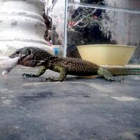 93787769378776937rumah-baru-untuk-varanus-lover-93787769378776937