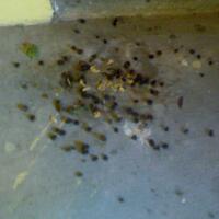 kampung-anggur----part-2