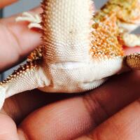 bearded-dragon