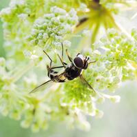 pengguna-prosumer-silahkan-masuk