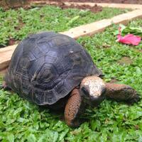 93787769378776937-all-about-tortoise-93787769378776937---part-3