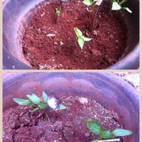 ayo-bertanam-cabe---hot--eksotis---part-1