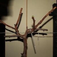 kampung-anggur----part-2