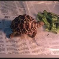 93787769378776937-all-about-tortoise-93787769378776937---part-3