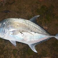 kfc-reg-solo---part-6