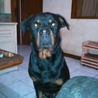 rottweiler-owners-and-lovers