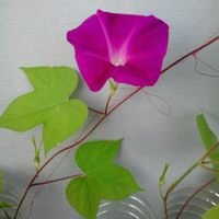 yang-suka-morning-glory-gabung-yuk---part-1