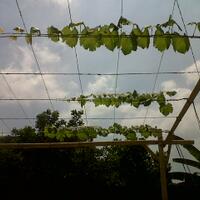 kampung-anggur----part-2