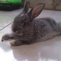 rcc-rabbit-lover---part-3