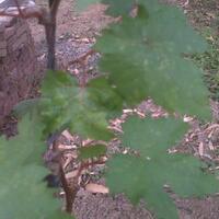 kampung-anggur----part-2