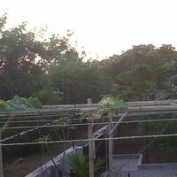 kampung-anggur----part-2