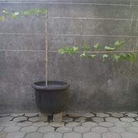 kampung-anggur----part-2