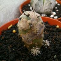 cactus---tanaman-kecil-yang-memukau