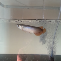 arowana--new-thread----part-1