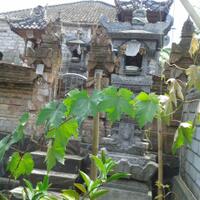 kampung-anggur----part-2