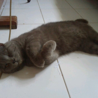 10-makanan-manusia-berbahaya-untuk-kucing-update