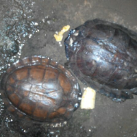 urgent-identifikasi-reptil-mu-di-sini