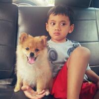 pomeranian-lovers---part-3