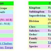 kampung-anggur----part-2