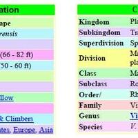 kampung-anggur----part-2