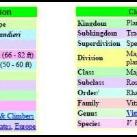 kampung-anggur----part-2