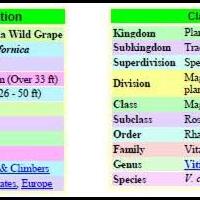 kampung-anggur----part-2
