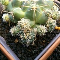 cactus---tanaman-kecil-yang-memukau