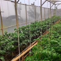 vegetable-lovers---official-thread---part-3