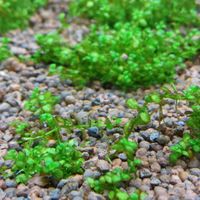 aquascape-for-everyone-learning-and-sharing---part-1