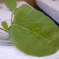 new-all-about-hidroponik