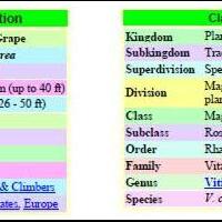 kampung-anggur----part-2