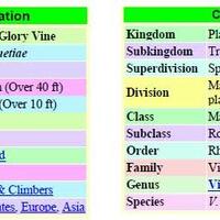 kampung-anggur----part-2