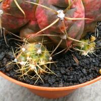 cactus---tanaman-kecil-yang-memukau