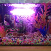 mini-aquarium-lovers-ayoo-masuk